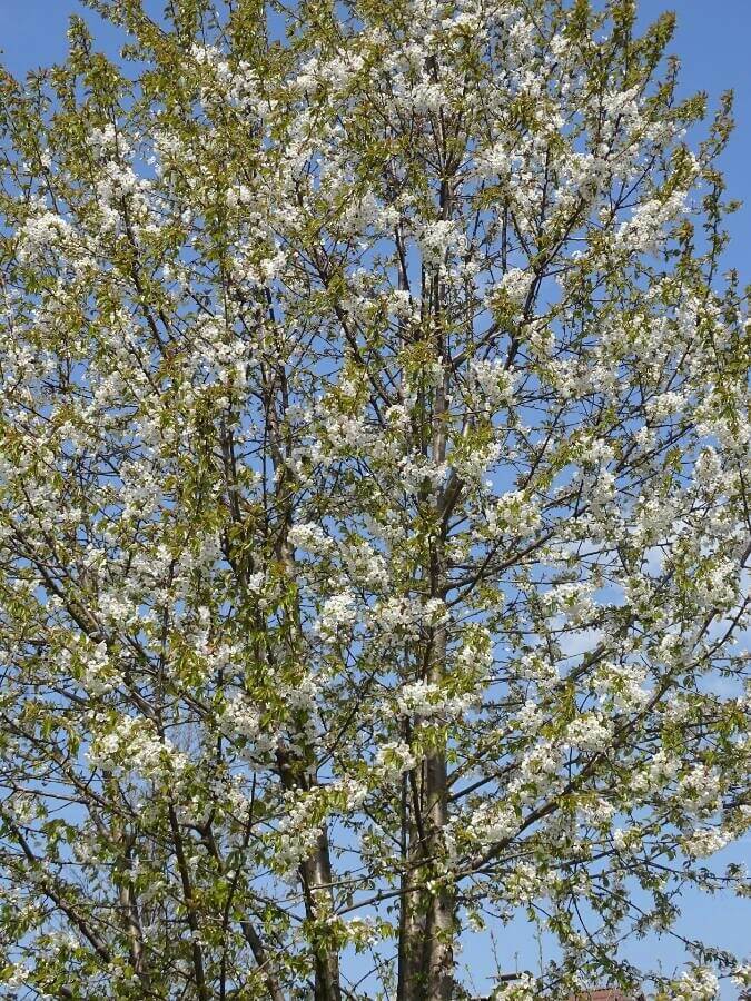 Cherry blossom tree identifier