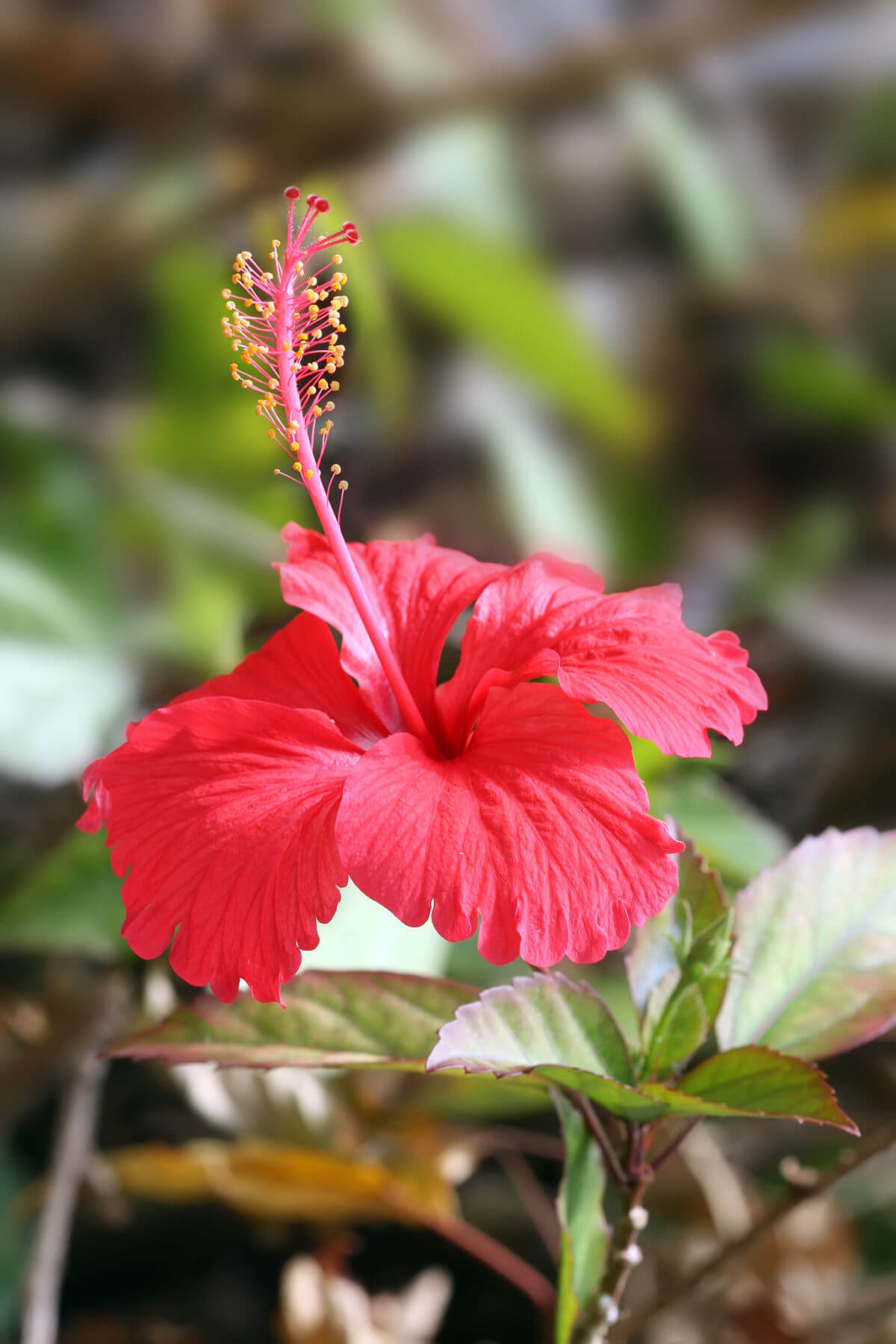 Hibiscus flower identification app