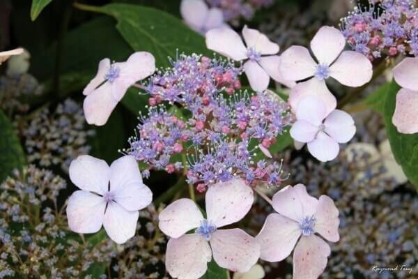 Hydrangea plant id by photo