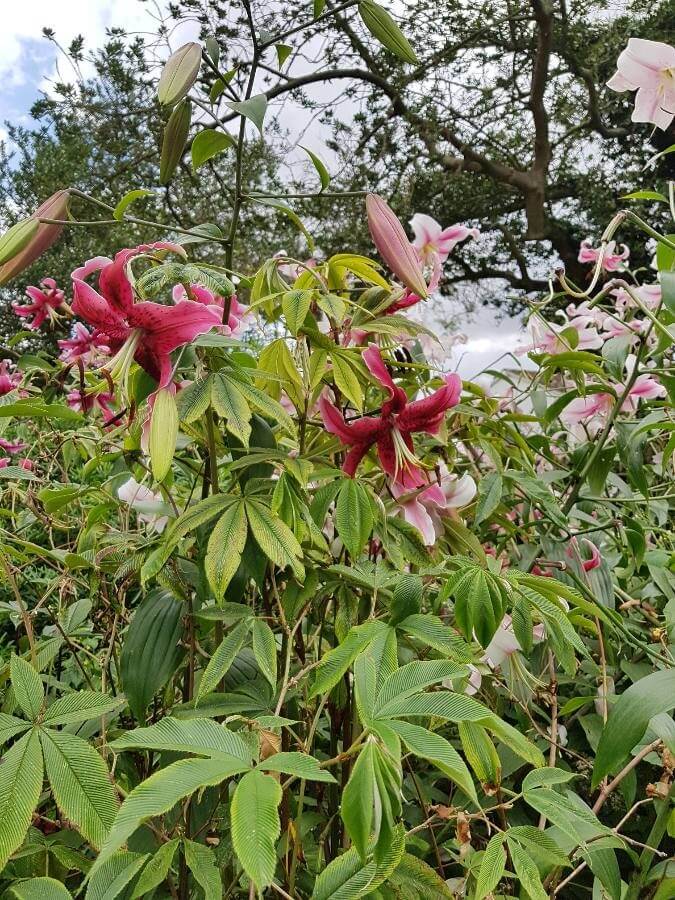 Lily flower recognized by plant recognition app