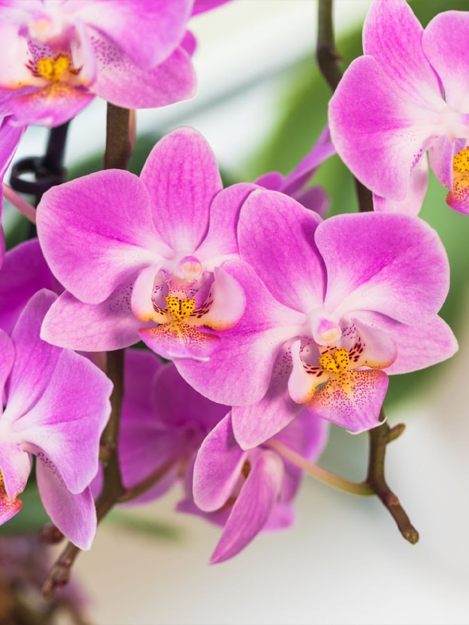 Orchid flower identifier result