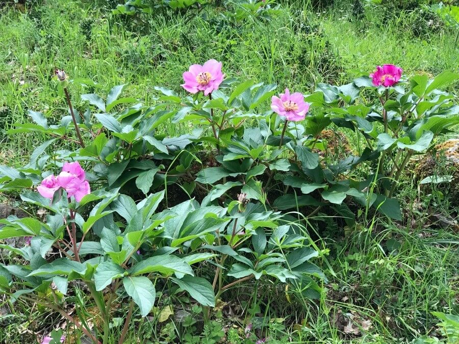 Peony flower recognition app