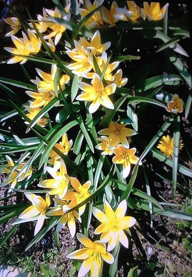 Tulip flower identification example